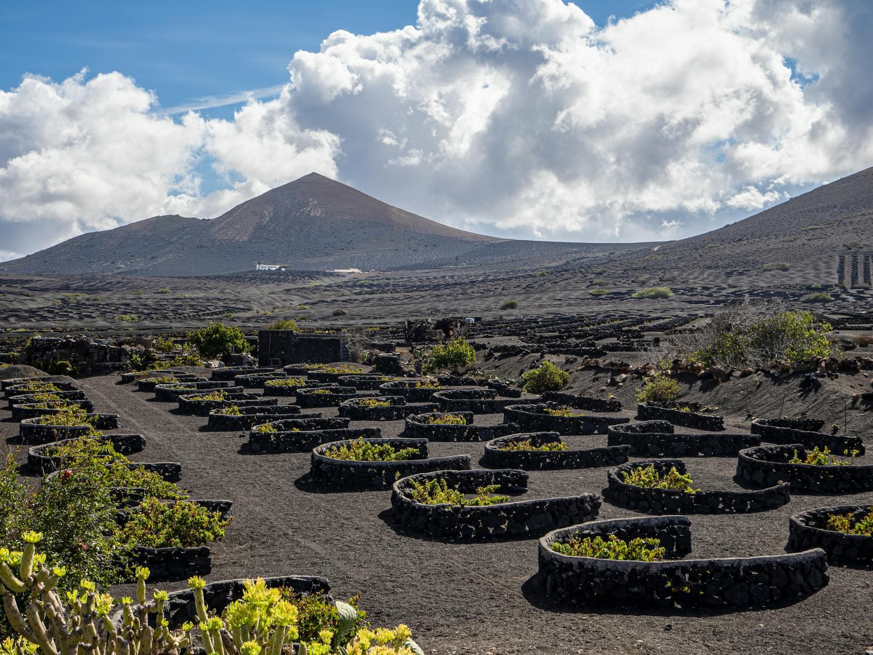 Les vignes de Lanzarote : un paysage lunaire à découvrir